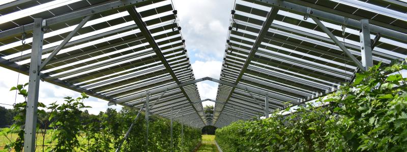 Kombinationen av odling och elproduktion har testas framgångsrikt i Nederländerna. Foto: Agri-PV