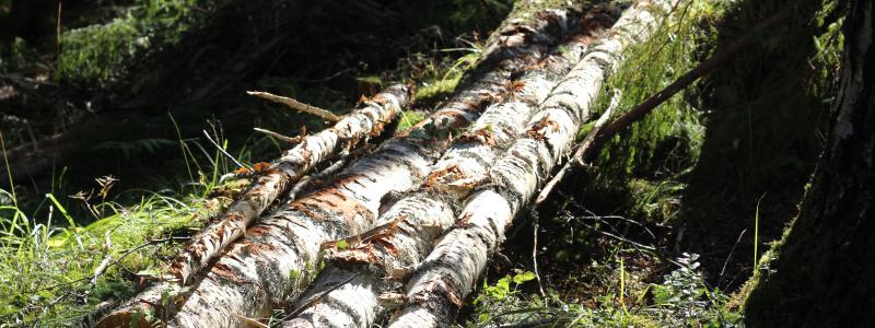 Ardentium Ytech utvecklar bioplaster baserade på lignin, naturens eget klister. Arkivbild.