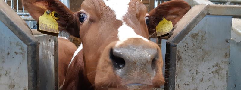 Med verktyget kan man få mer exakta bedömningar av luftföroreningar från jordbruk och den lokala påverkan på känsliga naturområden och människors hälsa. Foto: ivl