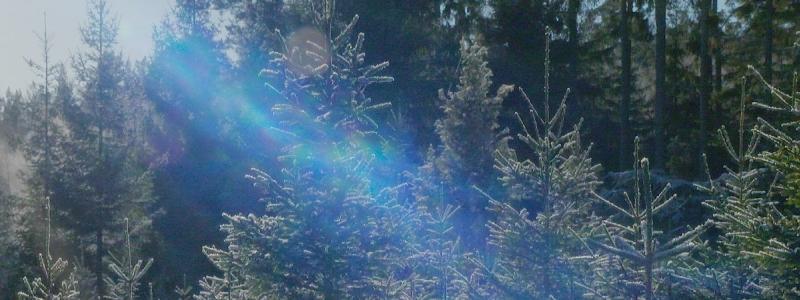 Foto: Södra