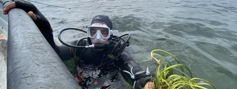 Nu planteras 5000 kvadratmeter ålgräs i havet utanför Åhus. Foto: Kristianstads kommun