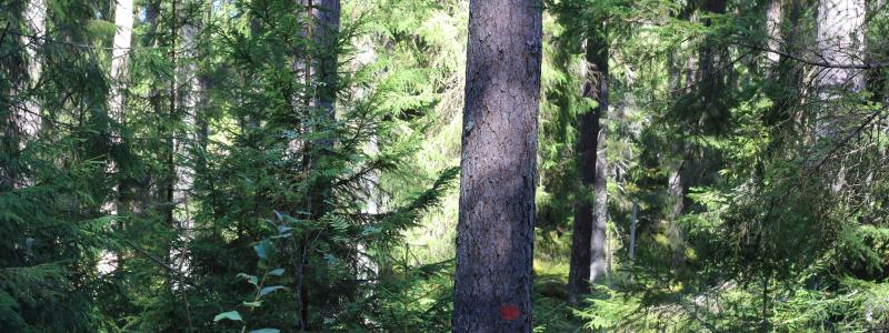 Med minskad framtida tillgång till och ökad efterfrågan på träråvara från skogen blir det allt viktigare att prioritera användningen och bli mer resurseffektiv i sin produktion, framhåller RISE. Arkivbild.