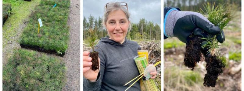 Maria Sandberg leder samverkansprojektet som utvecklar en ny typ av hydrokol för skogsgödning. Foto: Paper Province