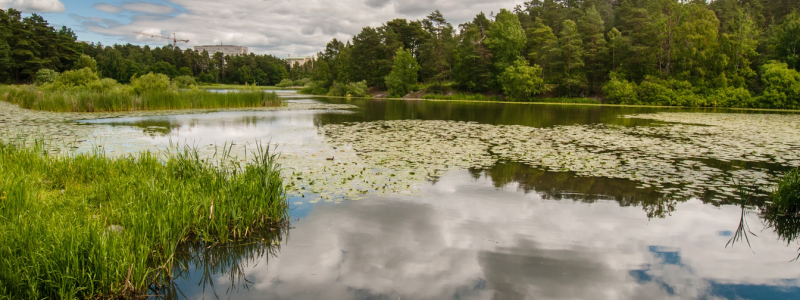 Omfattande åtgärder genomförs för att rena Råcksta träsk. Foto: Foto: Johan Pontén/Stockholms stad