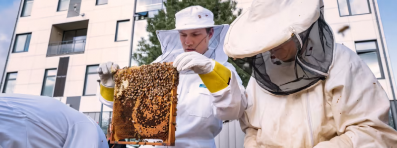 HSB Living lab är en av platserna som har en uppkopplad bikupa. Foto: Paul Björkman