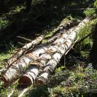 Ardentium Ytech utvecklar bioplaster baserade på lignin, naturens eget klister. Arkivbild.