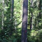 Med minskad framtida tillgång till och ökad efterfrågan på träråvara från skogen blir det allt viktigare att prioritera användningen och bli mer resurseffektiv i sin produktion, framhåller RISE. Arkivbild.