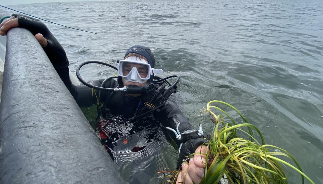 Utplantering av ålgräs. Foto: Kristianstads kommun