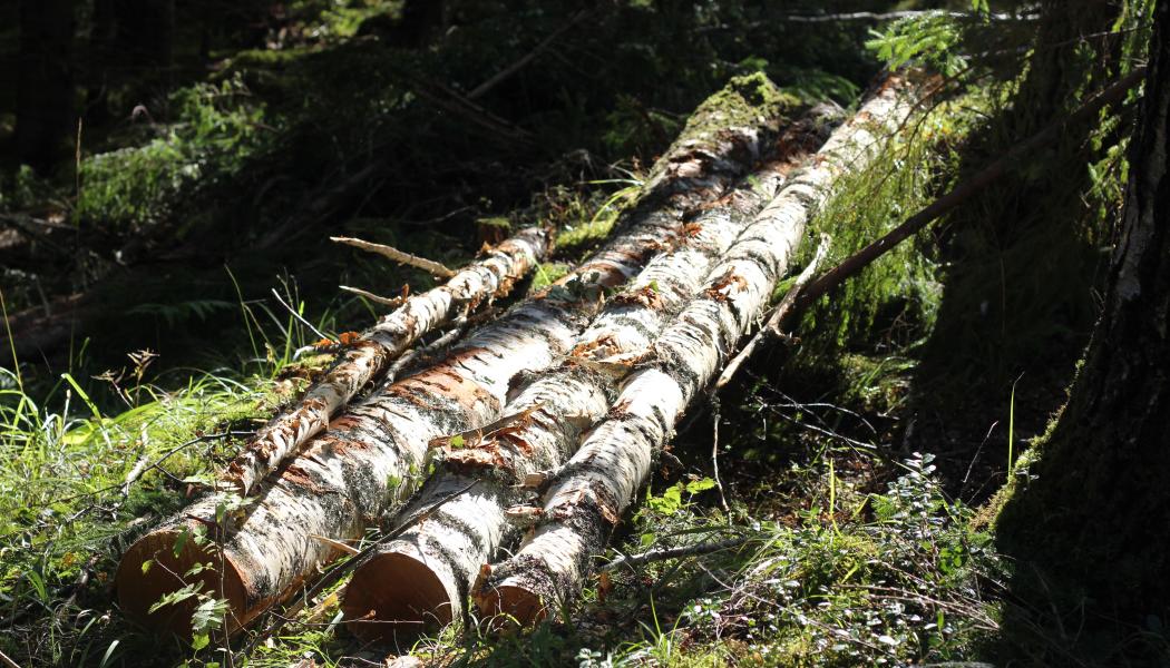 Ardentium Ytech utvecklar bioplaster baserade på lignin, naturens eget klister. Arkivbild. 