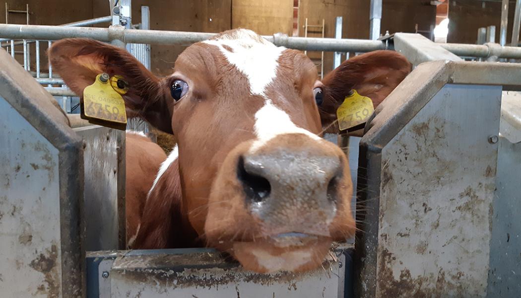 Med verktyget kan man få mer exakta bedömningar av luftföroreningar från jordbruk och den lokala påverkan på känsliga naturområden och människors hälsa. Foto: ivl