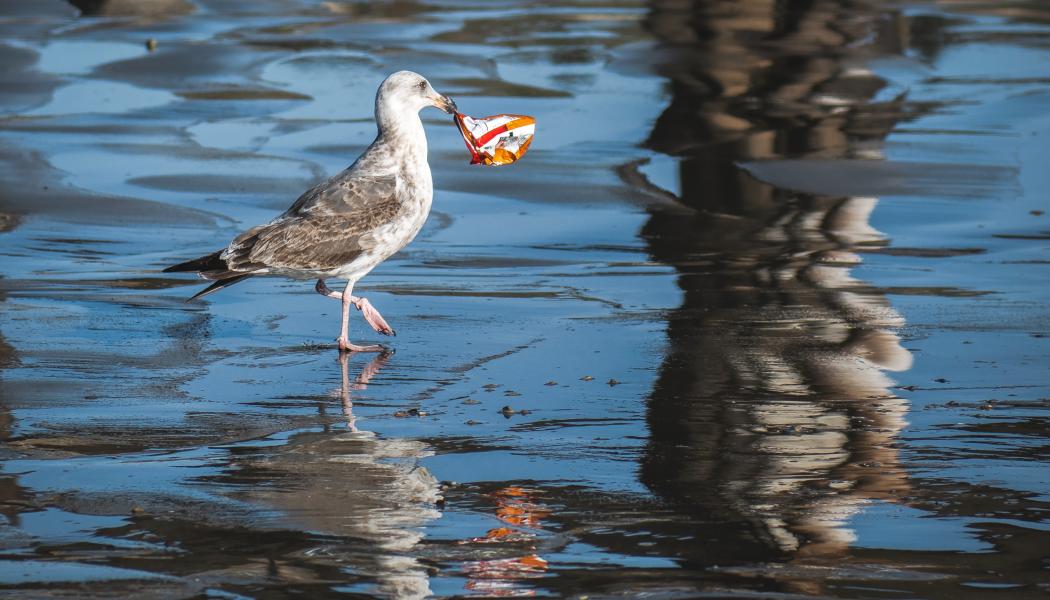 Enligt Tony Rehn, chef för Carbon2x-programmet, erbjuder produktionen av koldioxidbaserad plast ett nytt, hållbart råmaterial till plastindustrin. Foto: tim mossholder/unsplash