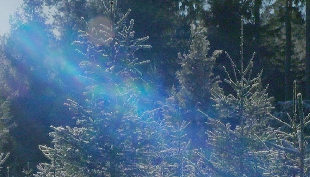 Foto: Södra