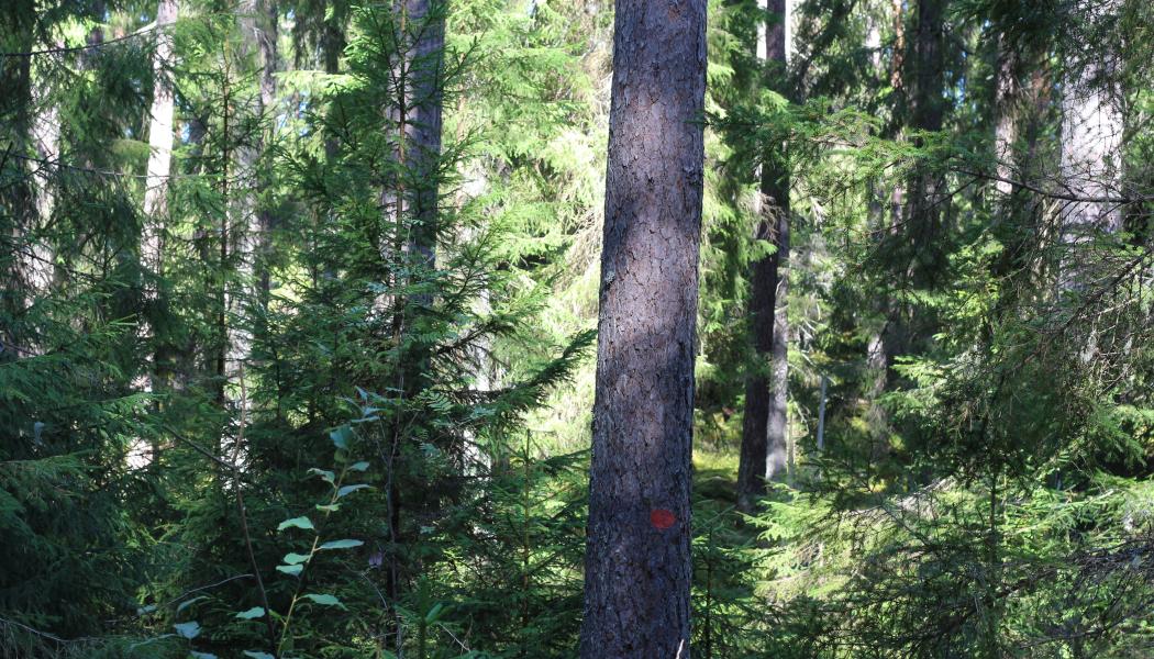 Med minskad framtida tillgång till och ökad efterfrågan på träråvara från skogen blir det allt viktigare att prioritera användningen och bli mer resurseffektiv i sin produktion, framhåller RISE. Arkivbild.