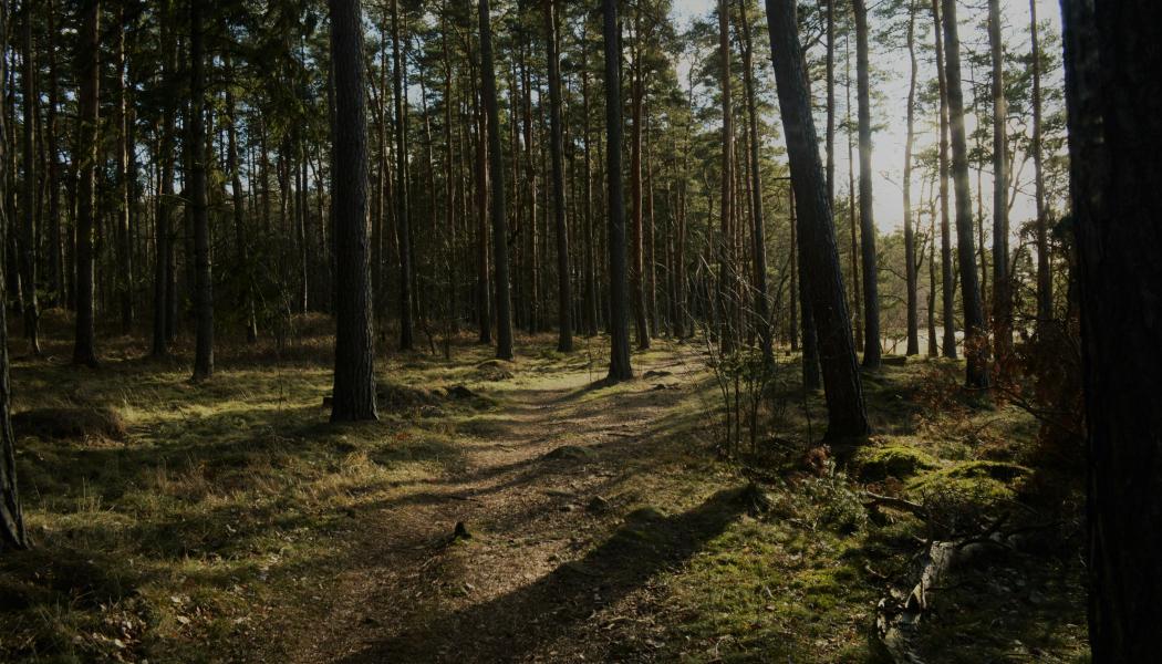 Stensö, Kalmar. Foto: Dario Krejci/Unsplash