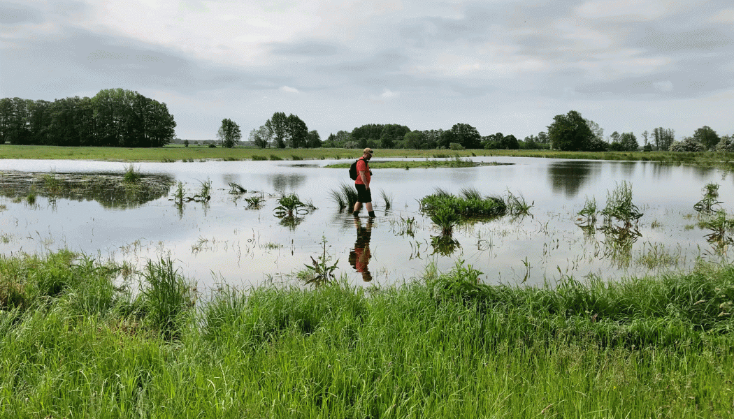 Lärplatser för naturbaserade lösningar skapas runt Östersjön Foto: Kristianstads kommun