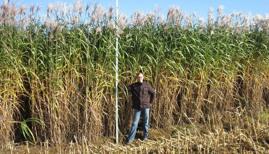 Gräs för energi av typen Miscanthus x Giganteus på en åker hos företaget Sieverdingbeck i Nordrhein-Westfalen. Wikipedia Common. Kredit: Hamsterdancer 