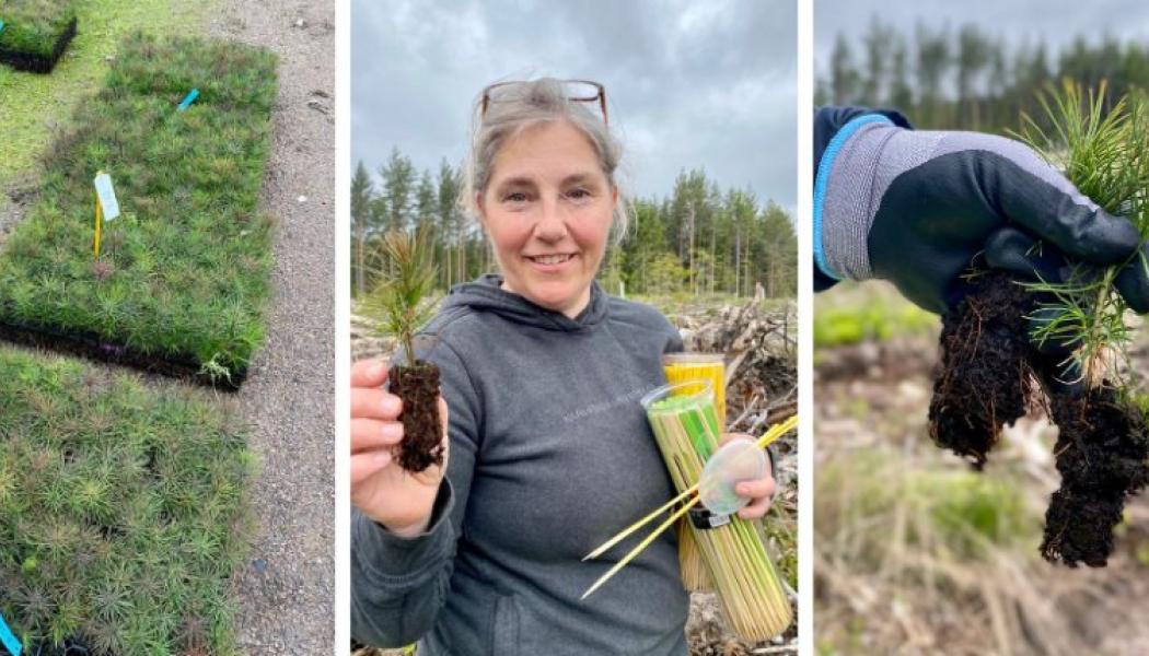 Maria Sandberg leder samverkansprojektet som utvecklar en ny typ av hydrokol för skogsgödning. Foto: Paper Province
