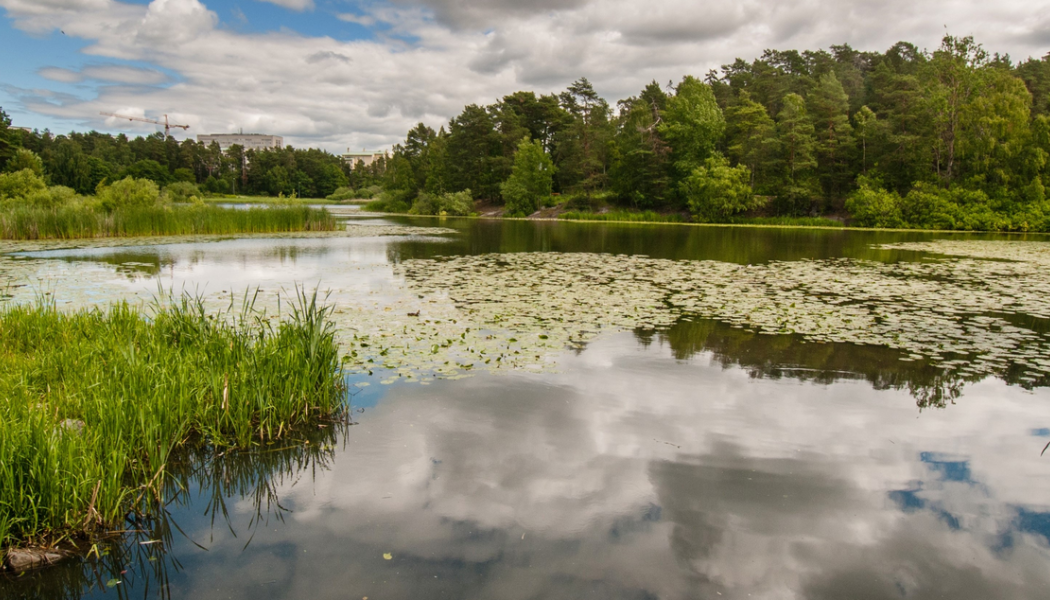 Omfattande åtgärder genomförs för att rena Råcksta träsk. Foto: Foto: Johan Pontén/Stockholms stad