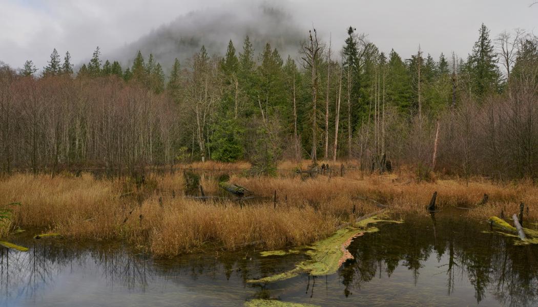 Våtmarker stärker landskapets skydd mot torka, översvämning och brand, vilket är särskilt viktigt ur ett klimatanpassnings­perspektiv. Foto. ron otsu/unsplash