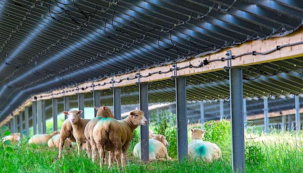 Får i solpanelernas skugga vid brittiska Wadebridge Solar Farm. Foto: BELECTRIC UK