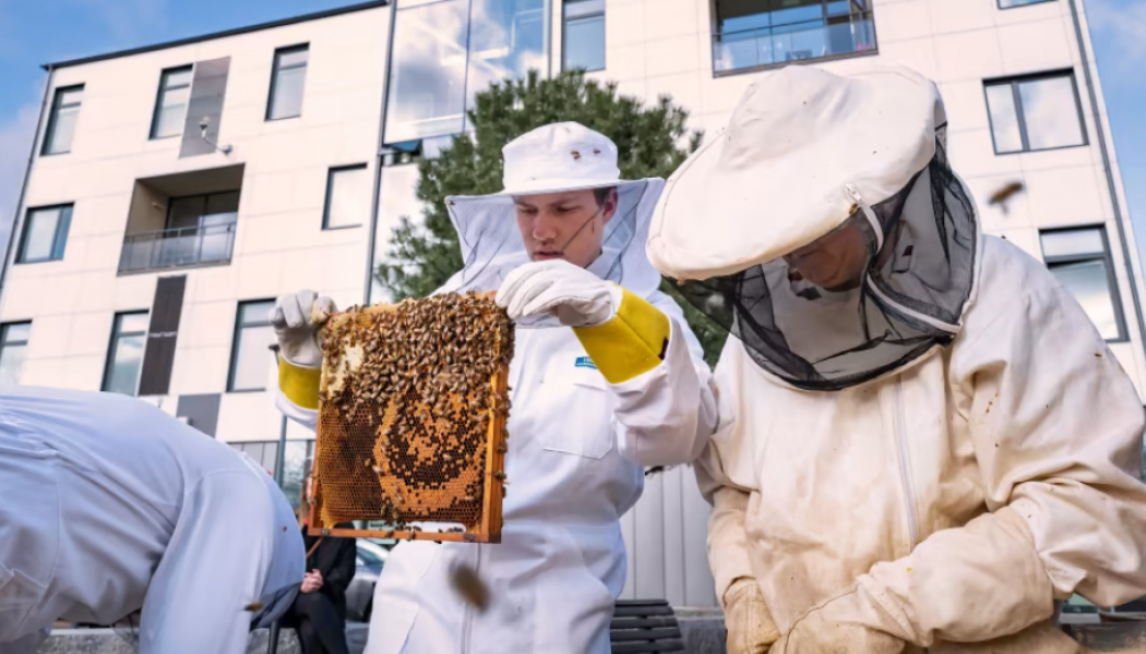 HSB Living lab är en av platserna som har en uppkopplad bikupa. Foto: Paul Björkman
