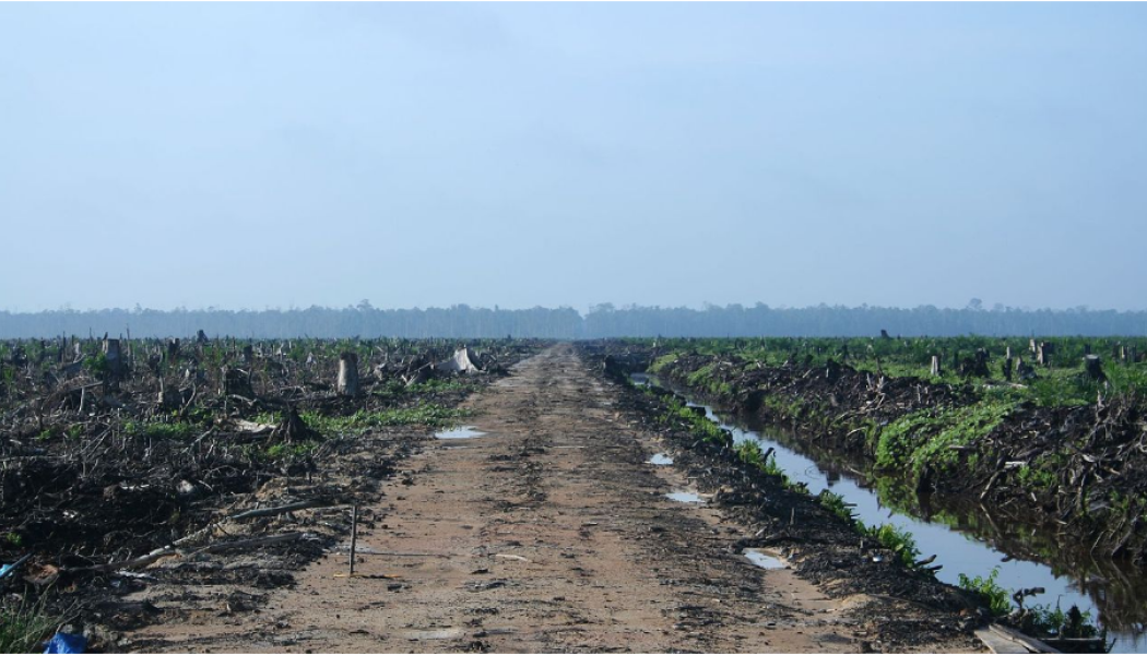 Avskogning på ön Sumatra. Foto: Wikimedia Commons