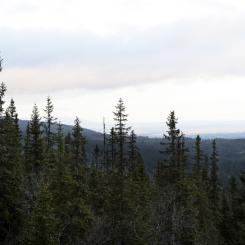 Fredrik Sandberg/TT: Nu ska skog längs fjällkedjan skyddas. Här skog invid Sälen i Dalarna. Arkivbild.