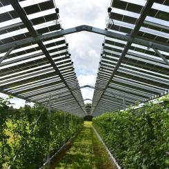 Kombinationen av odling och elproduktion har testas framgångsrikt i Nederländerna. Foto: Agri-PV
