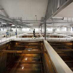Lustgasutsläpp från kväverening har sedan länge identifierats som den viktigaste källan till avloppsreningsverkens klimatpåverkan. Ändå görs relativt få mätningar av lustgas vid svenska avloppsreningsverk. Foto: Svenskt vatten