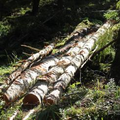 Ardentium Ytech utvecklar bioplaster baserade på lignin, naturens eget klister. Arkivbild.