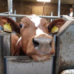 Med verktyget kan man få mer exakta bedömningar av luftföroreningar från jordbruk och den lokala påverkan på känsliga naturområden och människors hälsa. Foto: ivl