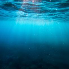 Foto: Cristian Palmer/Unsplash