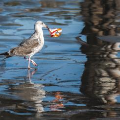 Enligt Tony Rehn, chef för Carbon2x-programmet, erbjuder produktionen av koldioxidbaserad plast ett nytt, hållbart råmaterial till plastindustrin. Foto: tim mossholder/unsplash