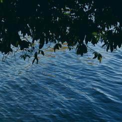 51 samordnade projekt mot övergödning genomfördes 2024 – Leduån i Västerbotten lyfts som ett av de tydligaste resultaten Foto: ha nguy/unsplash