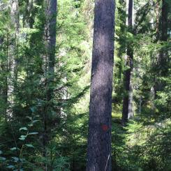 Med minskad framtida tillgång till och ökad efterfrågan på träråvara från skogen blir det allt viktigare att prioritera användningen och bli mer resurseffektiv i sin produktion, framhåller RISE. Arkivbild.