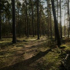 Stensö, Kalmar. Foto: Dario Krejci/Unsplash