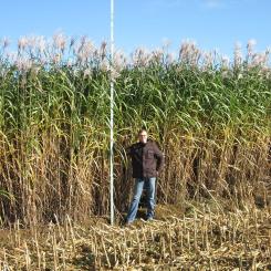 Gräs för energi av typen Miscanthus x Giganteus på en åker hos företaget Sieverdingbeck i Nordrhein-Westfalen. Wikipedia Common. Kredit: Hamsterdancer