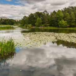 Omfattande åtgärder genomförs för att rena Råcksta träsk. Foto: Foto: Johan Pontén/Stockholms stad