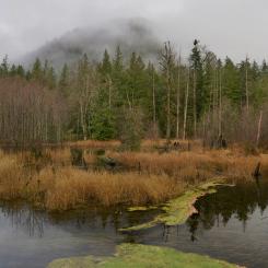 Våtmarker stärker landskapets skydd mot torka, översvämning och brand, vilket är särskilt viktigt ur ett klimatanpassnings­perspektiv. Foto. ron otsu/unsplash