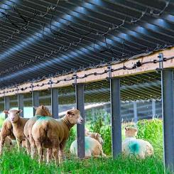 Får i solpanelernas skugga vid brittiska Wadebridge Solar Farm. Foto: BELECTRIC UK