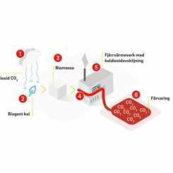 Växterna fångar koldioxid från luften genom fotosyntesen. När biomassan sedan omvandlas till elenergi och fjärrvärme kan avskiljning och lagring skapa negativa utsläpp i form av kolsänkor. Grafik: E.ON