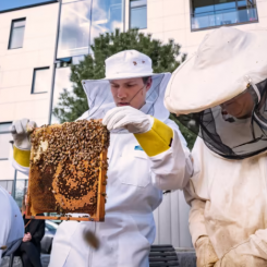 HSB Living lab är en av platserna som har en uppkopplad bikupa. Foto: Paul Björkman